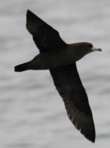 Flesh-footed Shearwater